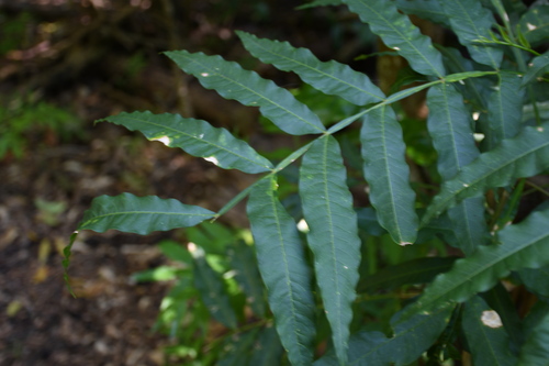 Sapindus thurstonii
