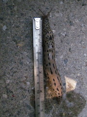 Limax maximus