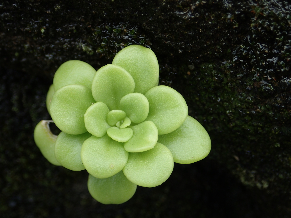 Alfred Stonecrop