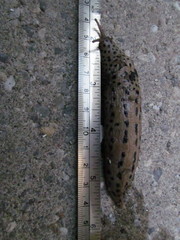 Limax maximus
