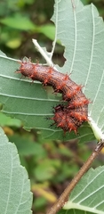 Polygonia interrogationis