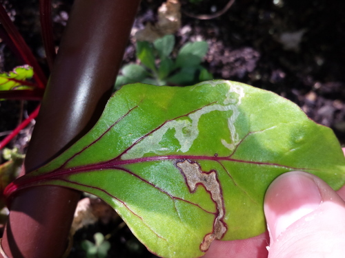 Amauromyza flavifrons