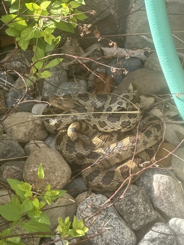 Western Foxsnake photographed in Iowa