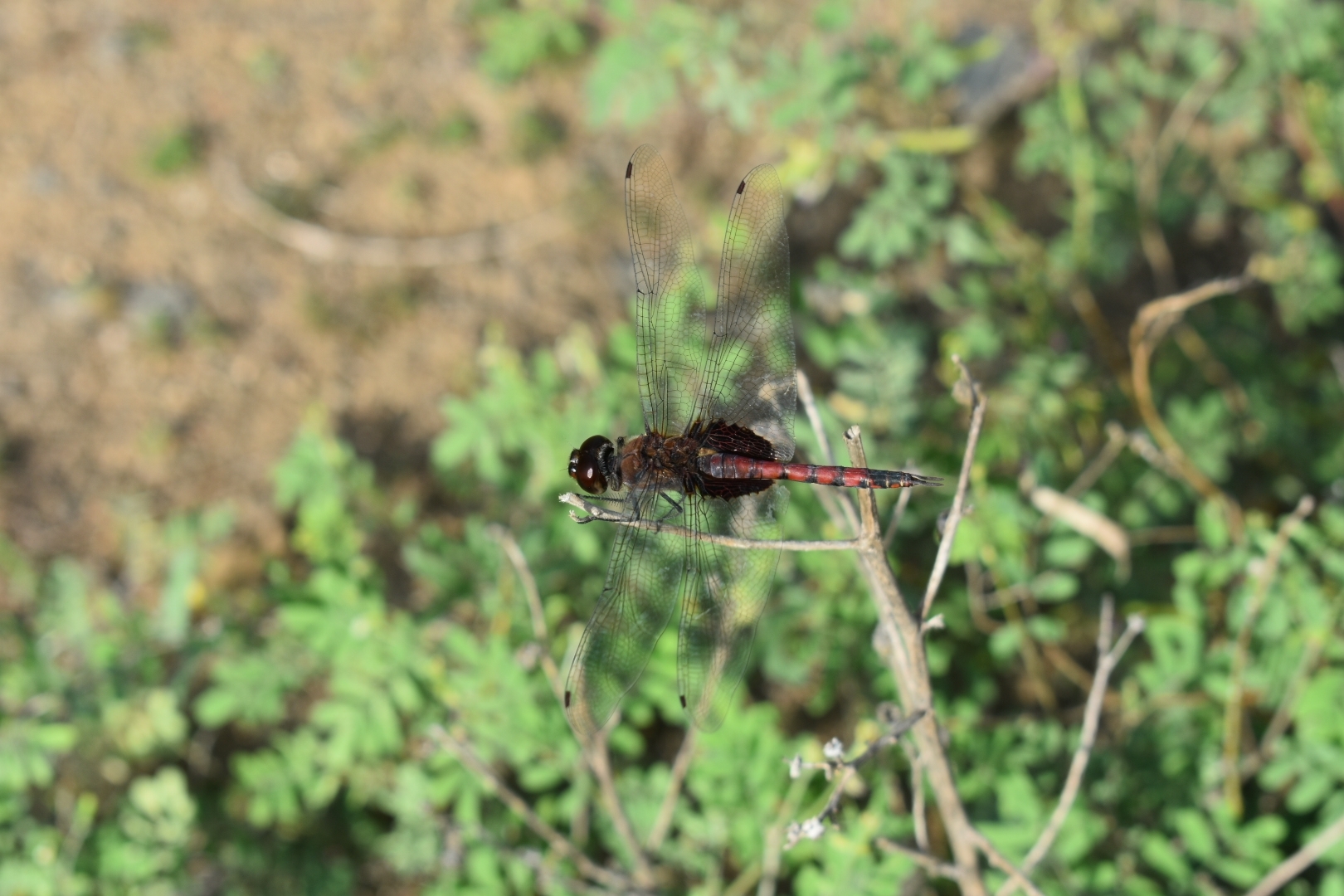 Black Marsh Trotter