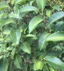 Ligustrum lucidum