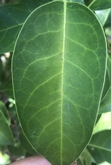 Ligustrum lucidum
