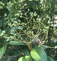 Ligustrum lucidum