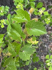 Vitis acerifolia, photograph author not stated, no rights reserved