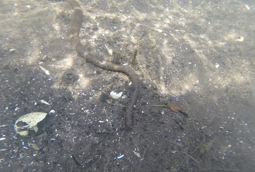 Mud Snake