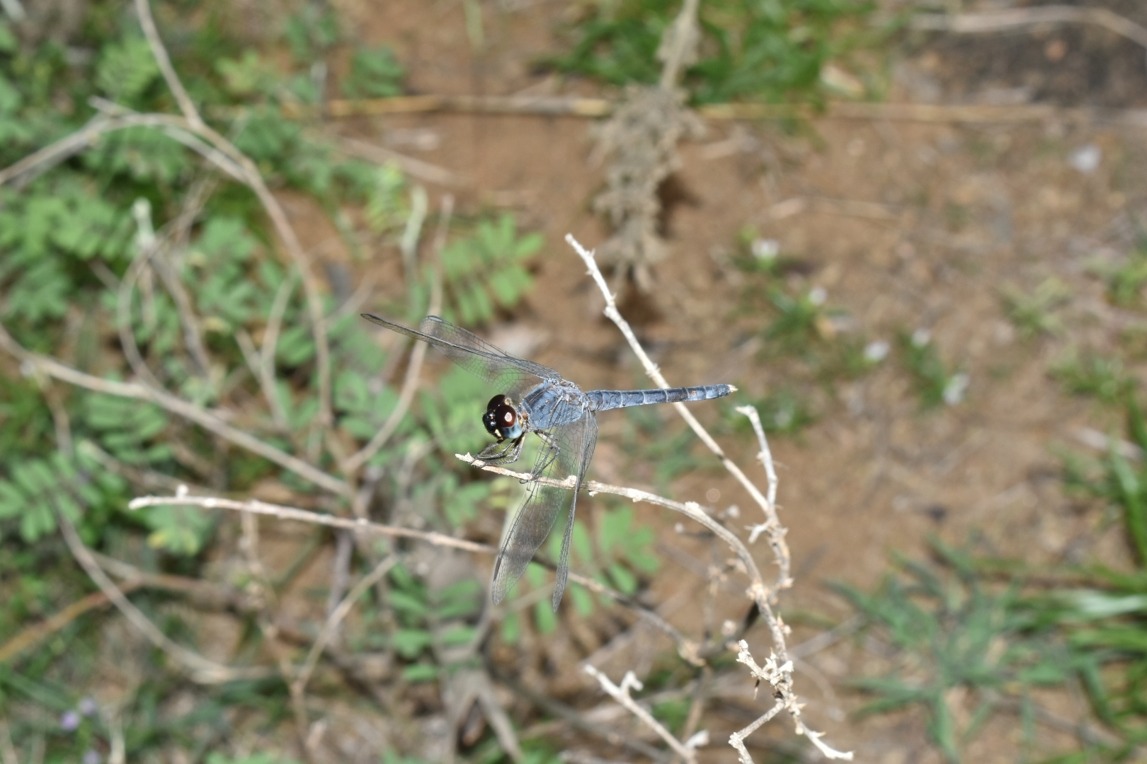Black Marsh Skimmer