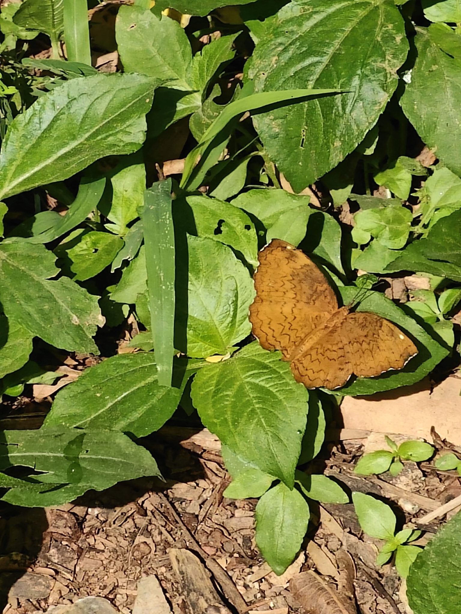 Common Castor