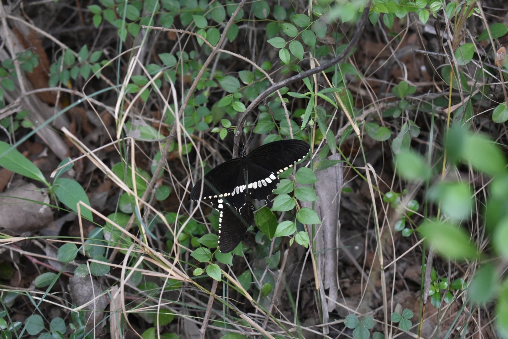 Common Mormon