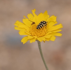 Acmaeodera alicia