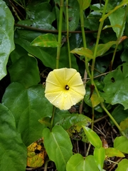 Ipomoea ochracea