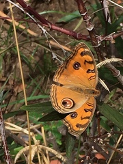 Junonia almana