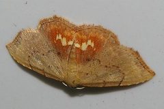 Enispa lutefascialis