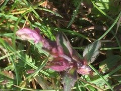 Odontites vernus