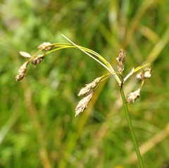 Schoenoplectus heterochaetus