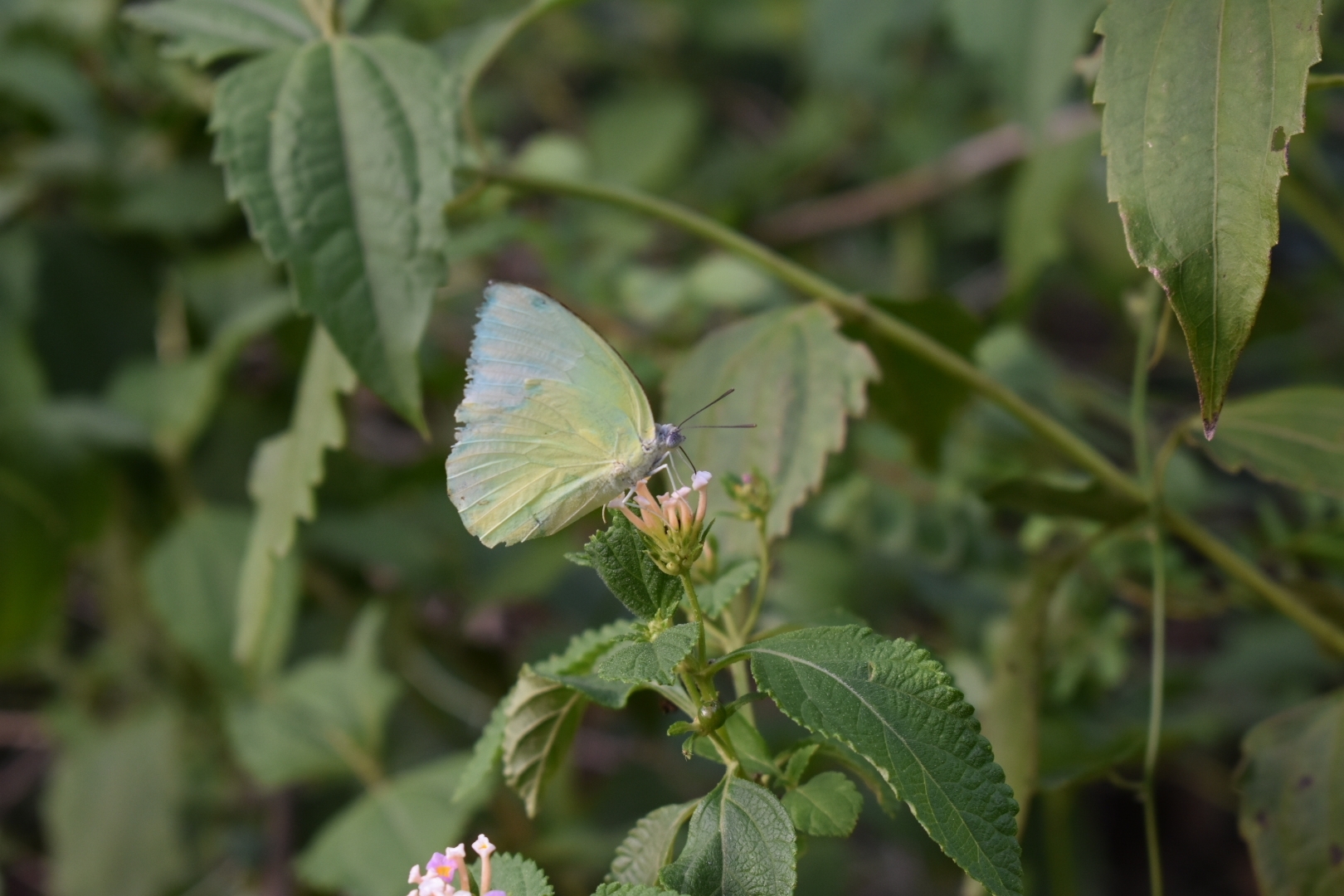 Lemon Emigrant