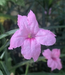 Ruellia simplex