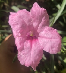 Ruellia simplex