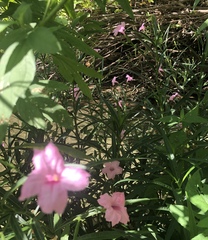 Ruellia simplex