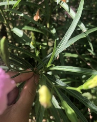 Ruellia simplex