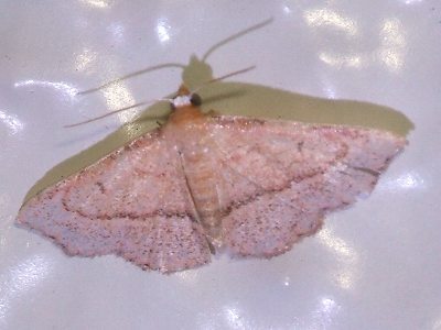 Corgatha pygmaea