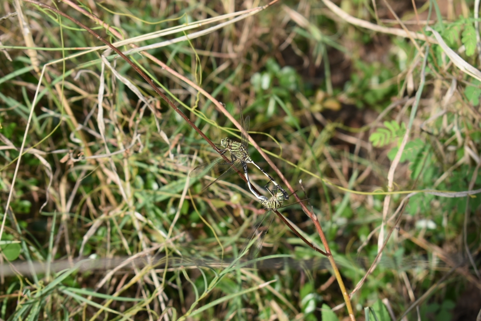 Slender Skimmer