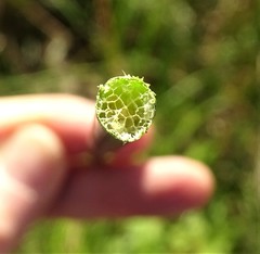 Schoenoplectus heterochaetus