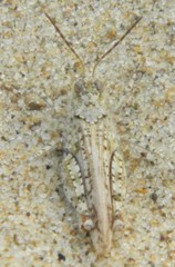 Microtes helferi