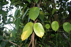 Disciphania calocarpa
