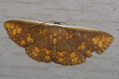 Arasada ornata
