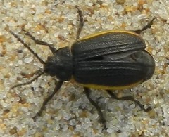 Galeruca rudis