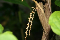 Disciphania calocarpa