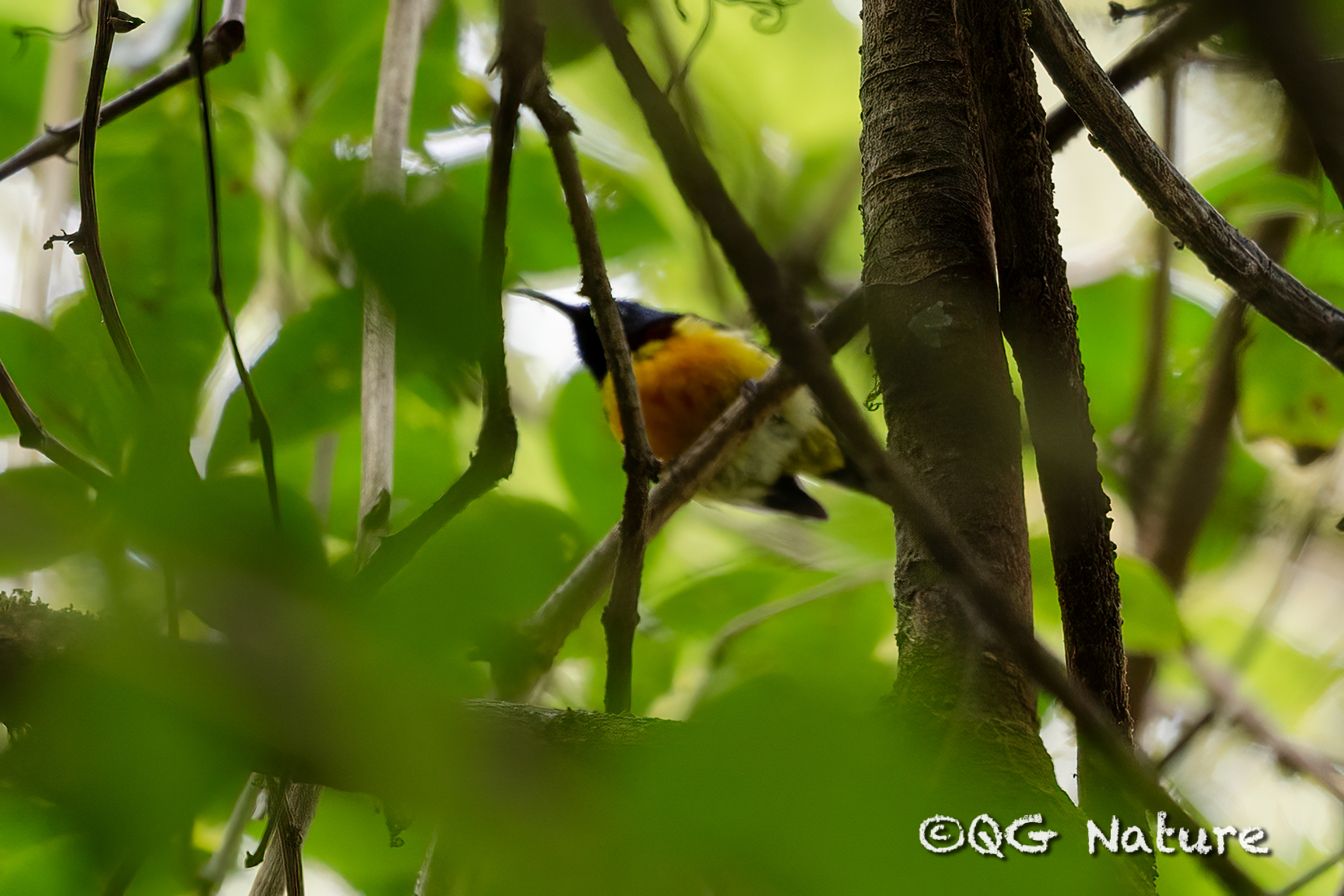 Green-tailed Sunbird
