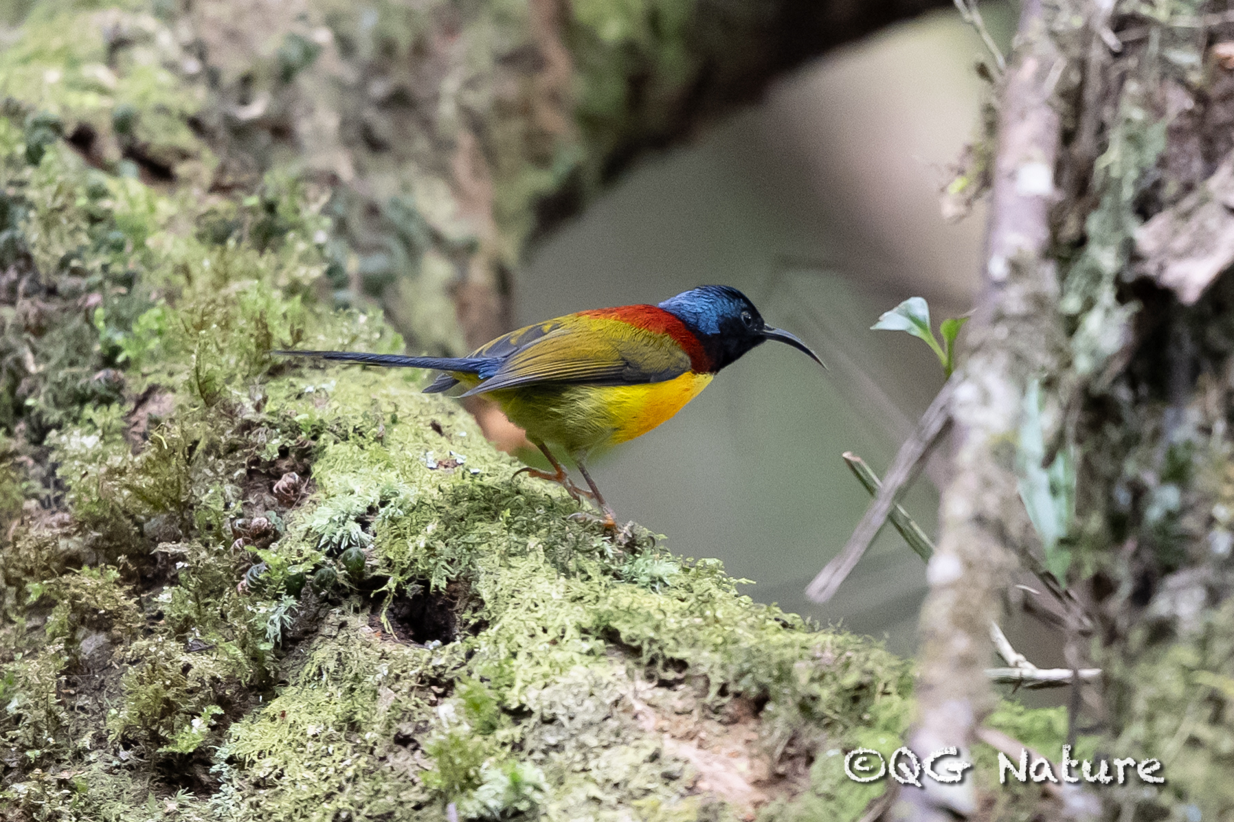 Green-tailed Sunbird