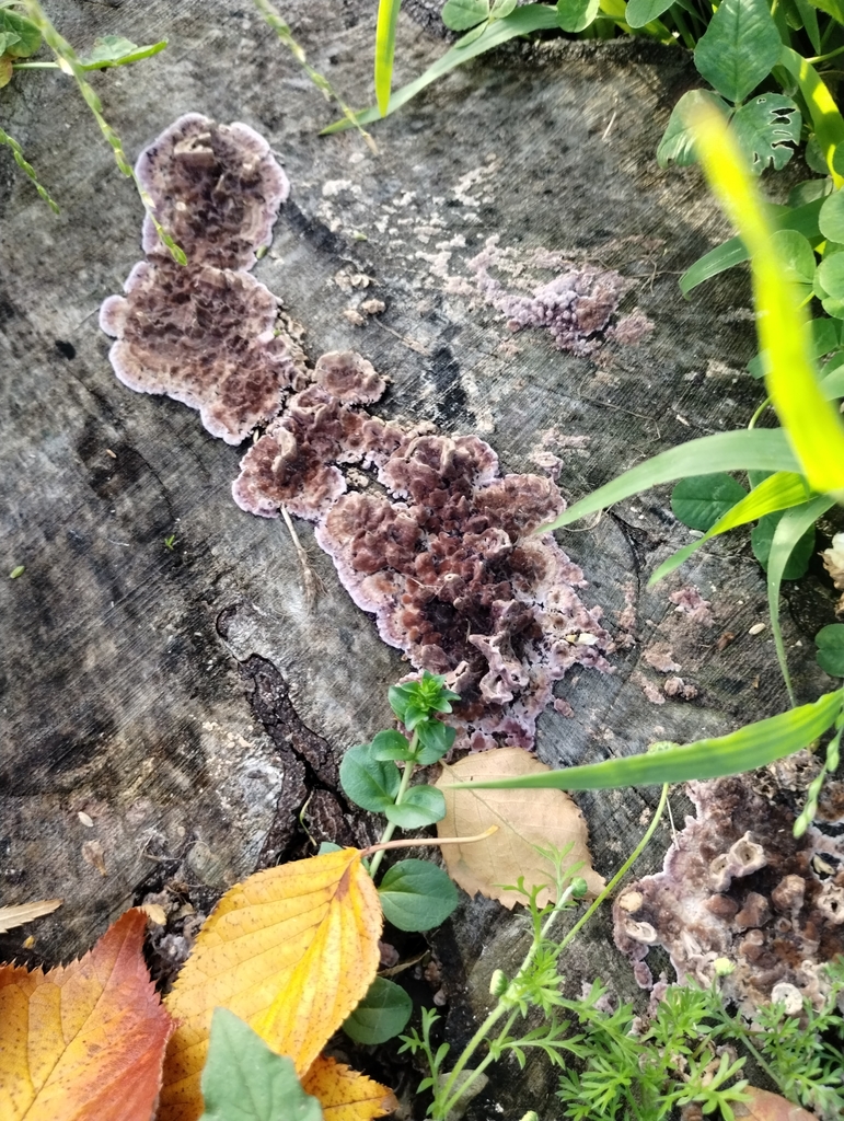 Chondrostereum purpureum · June 2025 · photo: © notdoriangray (iNaturalist, cc-by)