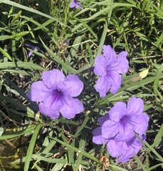 Ruellia simplex