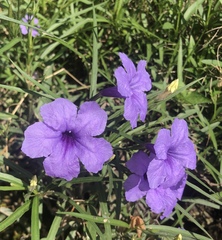 Ruellia simplex