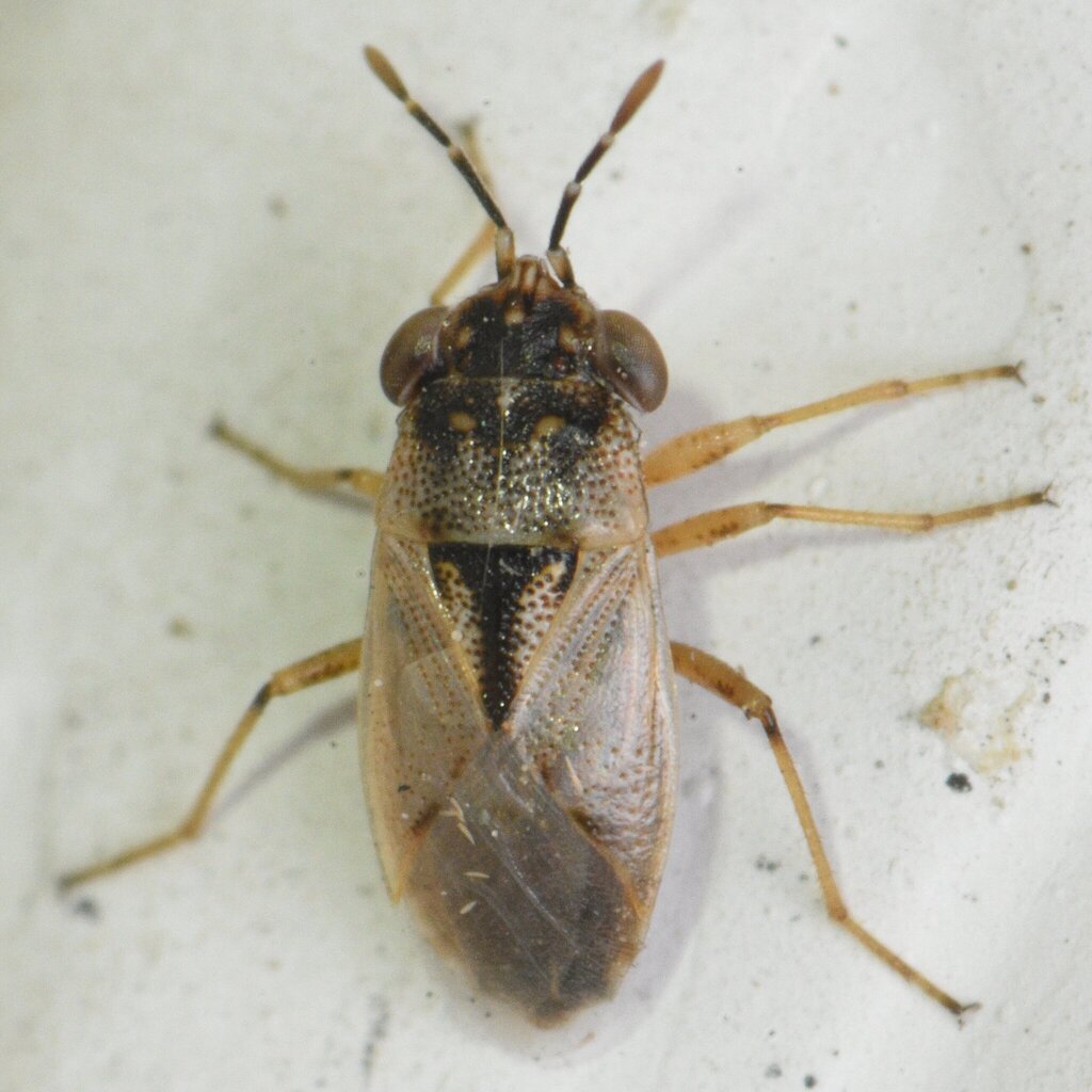 Western Big-eyed Bug