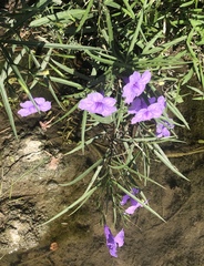 Ruellia simplex