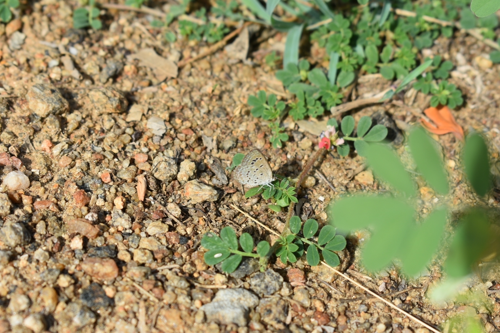 Lesser Grass Blue