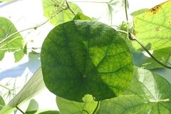 Cissampelos tropaeolifolia