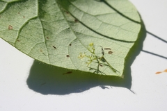 Cissampelos tropaeolifolia