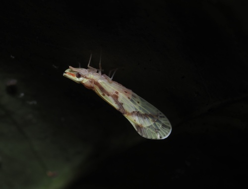 Otiocerus wolfii photo 2