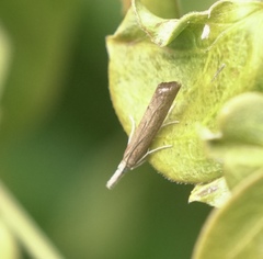 Agriphila attenuatus