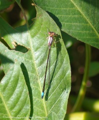 Ischnura cervula
