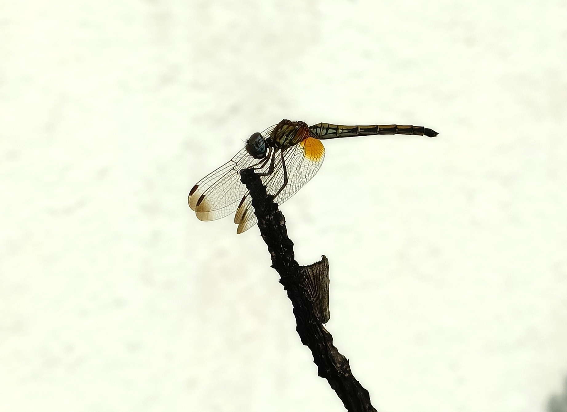 Crimson Marsh Glider