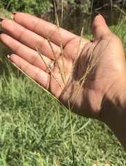 Bothriochloa ischaemum